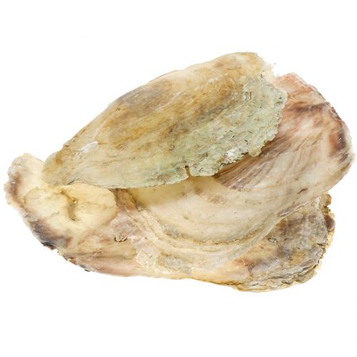Floristik24 Capiz skaller naturlige 10cm – 14cm 1kg