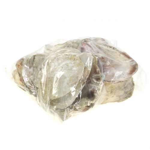 Floristik24 Capiz skaller naturlige 10cm – 14cm 1kg