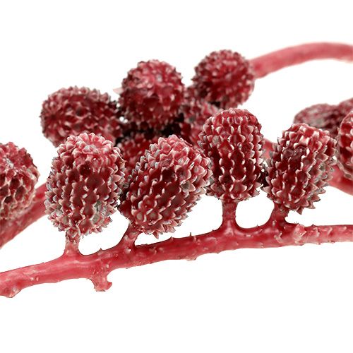 Floristik24 Casurina kegler rød, vokset 110g