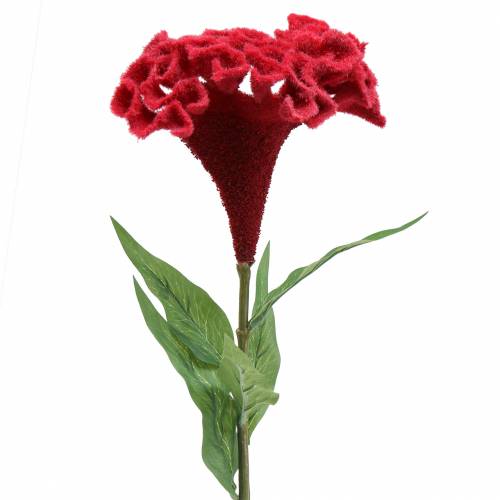 Floristik24 Celosia cristata hanekam rød 72cm