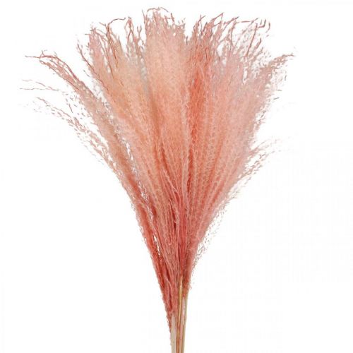 Floristik24 Kinesisk rør lys pink tørt græs Miscanthus H75cm 10p