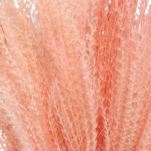 Artikel Kinesisk rør lys pink tørgræs Miscanthus H75cm 10 stk