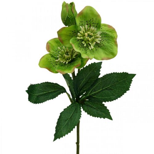 Floristik24 Julerose fastelavnsrose hellebore kunstige blomster grøn L34cm 4 stk