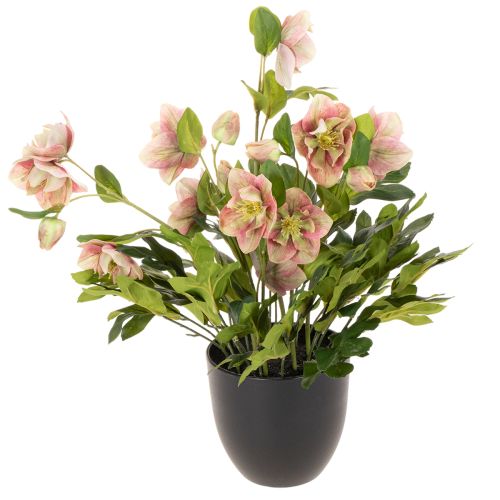 Kunstig Helleborus potteplante, julerose, til boligdekoration, 50 cm købe | Floristik24.dk