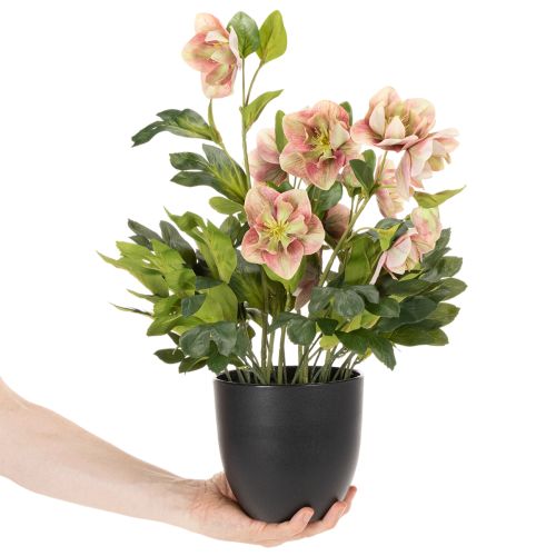 Kunstig Helleborus potteplante, julerose, til boligdekoration, 50 cm | Floristik24.dk