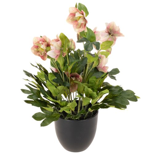 Kunstig Helleborus potteplante, julerose, til boligdekoration, 50 cm | Floristik24.dk