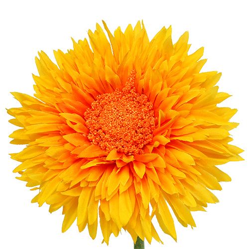 Floristik24 Krysantemum Bamse 63cm Gyldengul