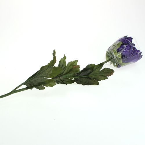 Floristik24 Krysantemum lilla 74cm