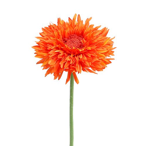 Floristik24 Krysantemum Bamse 63cm Orange
