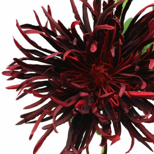 Floristik24 Krysantemum Mørkerød 73cm