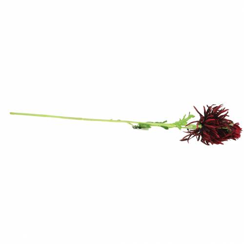 Floristik24 Krysantemum Mørkerød 73cm