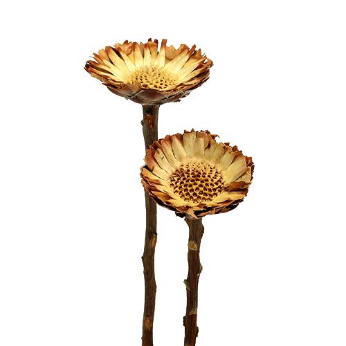 Floristik24 Compacta Rosette Light 50 stk