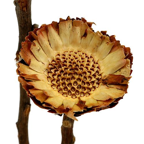 Artikel Compacta Rosette Light 50 stk