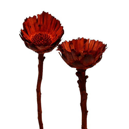 Floristik24 Compacta Rosette orange 40 stk