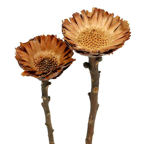 Artikel Compacta Rosette 100 stk