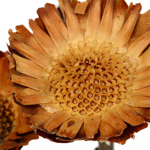 Artikel Compacta Rosette 100 stk