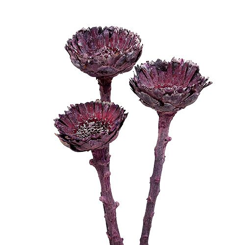 Artikel Compacta Rosette Frosted Blackberry 20 stk