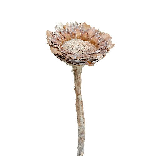 Floristik24 Coronata Rosette 25 stk Vasket hvid
