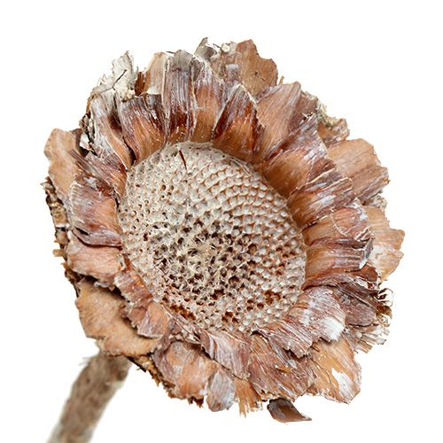 Floristik24 Coronata Rosette 25 stk Vasket hvid
