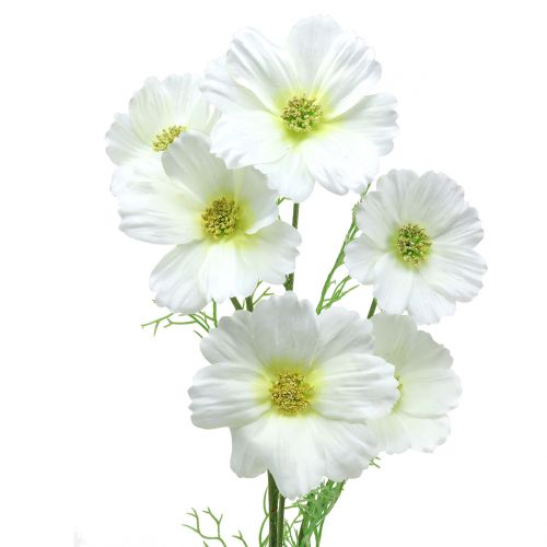 Floristik24 Cosmea hvid 77cm 3stk