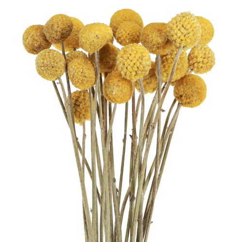 Floristik24 Craspedia trommestikker tør dekoration natur 45cm 25 stk