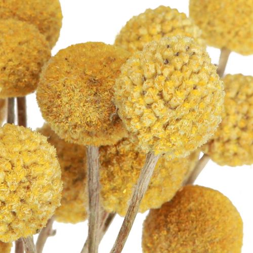 Floristik24 Craspedia trommestikker tør dekoration natur 45cm 25 stk