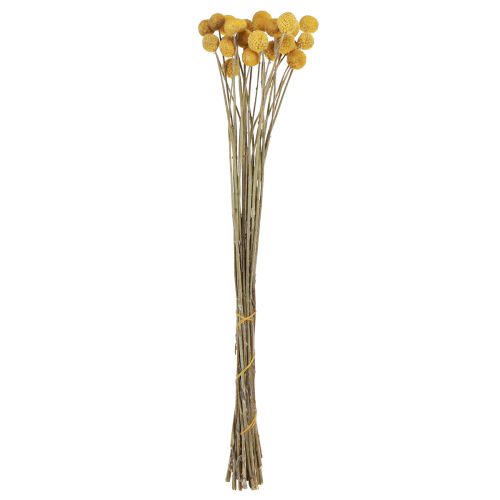 Floristik24 Craspedia trommestikker tør dekoration natur 45cm 25 stk