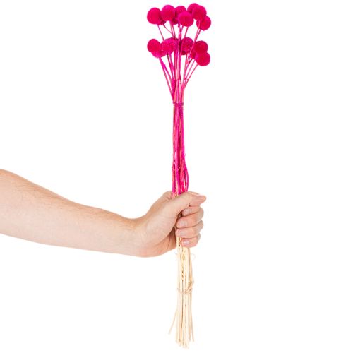 Craspedia tørrede blomsterbuket til blomsterhandel, 55 cm, 20 stk. | Floristik24.dk