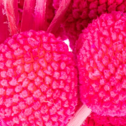 Craspedia tørrede blomsterbuket til blomsterhandel, 55 cm, 20 stk. | Floristik24.dk
