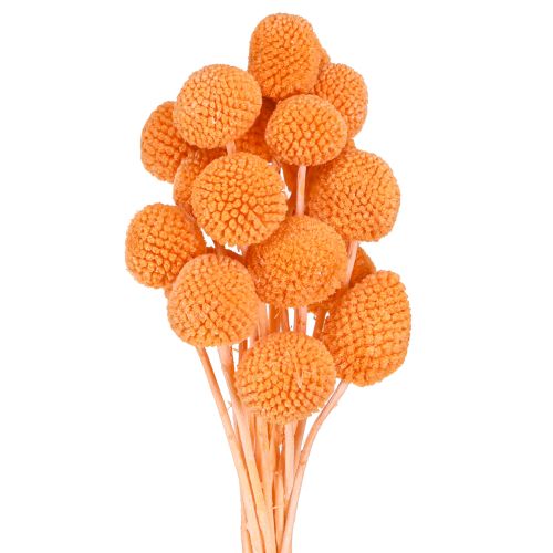 Floristik24 Craspedia blegede tørrede blomster orange 50-55cm 20stk