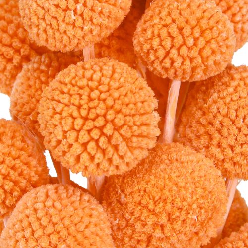Artikel Craspedia blegede tørrede blomster orange 50-55cm 20stk