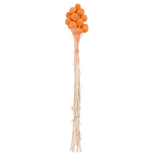 Artikel Craspedia blegede tørrede blomster orange 50-55cm 20stk