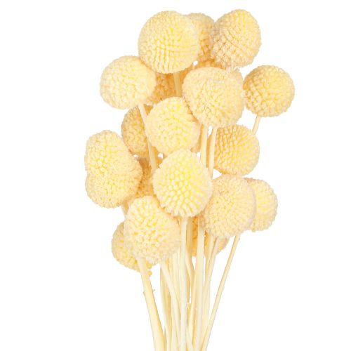 Artikel Craspedia farvede trommestikker creme 50-55cm 20stk
