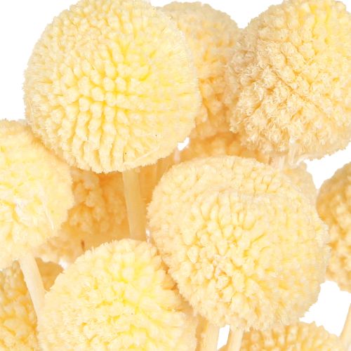 Artikel Craspedia farvede trommestikker creme 50-55cm 20stk