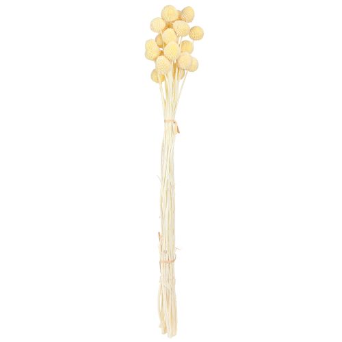 Artikel Craspedia farvede trommestikker creme 50-55cm 20stk
