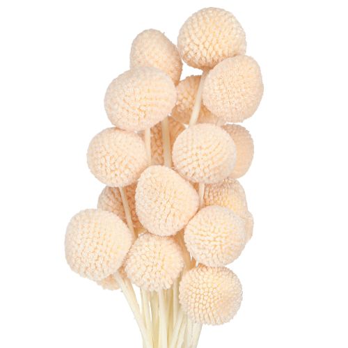 Floristik24 Craspedia farvede Drumsticks Peach 50-55cm 20stk