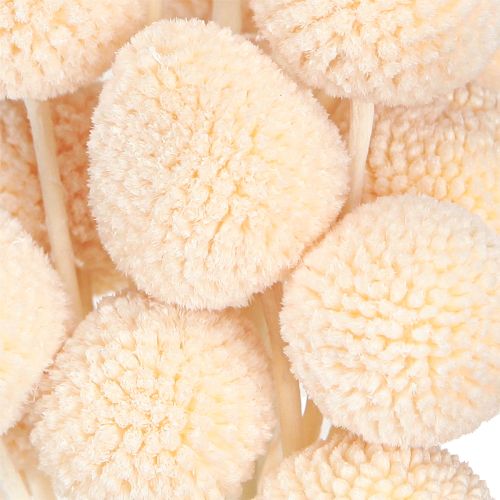 Artikel Craspedia farvede Drumsticks Peach 50-55cm 20stk