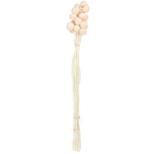 Artikel Craspedia farvede Drumsticks Peach 50-55cm 20stk