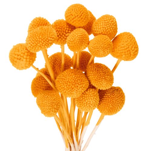 Craspedia tørrede blomsterbuket 55 cm 20 stk.