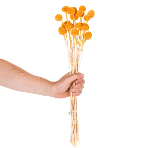 Craspedia tørrede blomsterbuket 55 cm 20 stk. | Floristik24.dk