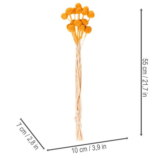 Craspedia tørrede blomsterbuket 55 cm 20 stk. | Floristik24.dk