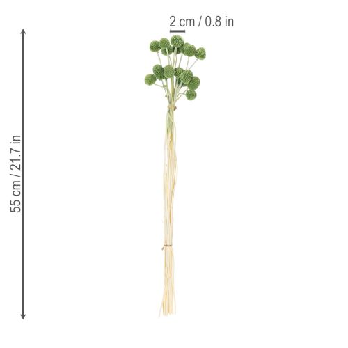 Artikel Tørrede Craspedia blomsterkugler til stilfuld efterårsdekoration, 55 cm, 20 stk.