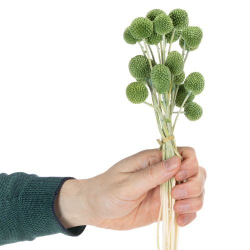 Artikel Tørrede Craspedia blomsterkugler til stilfuld efterårsdekoration, 55 cm, 20 stk.