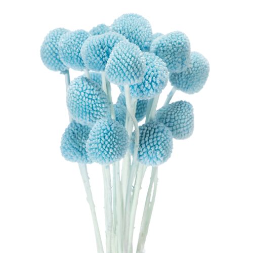 Craspedia tørrede blomsterdekoration til vase, minimalistisk stil, langvarig sommerdekoration, 55 cm, 20 stk.