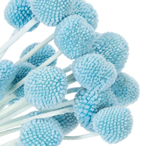 Artikel Craspedia tørrede blomsterdekoration til vase, minimalistisk stil, langvarig sommerdekoration, 55 cm, 20 stk.