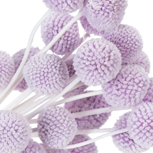 Artikel Craspedia tørrede blomster til moderne borddekoration i dit hjem, 55 cm, 20 stk.