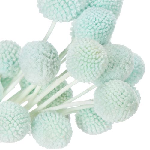 Artikel Tørrede Craspedia-blomster, dekorativ buket til stue, borddekoration, bryllup, 55 cm, 20 stk.