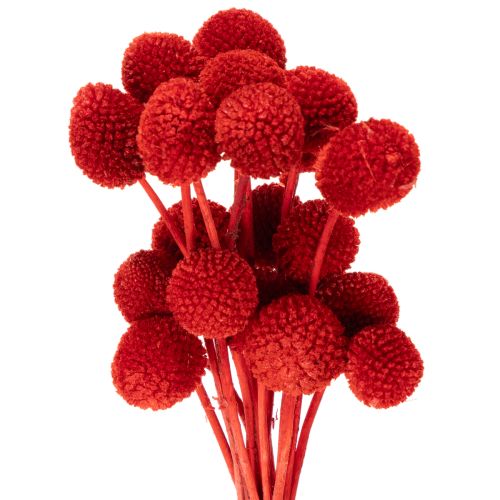 Tørrede Craspedia-blomster, farvede, med lange stilke, 55 cm, 20 stk. købe | Floristik24.dk