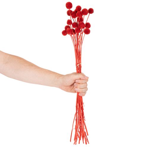 Tørrede Craspedia-blomster, farvede, med lange stilke, 55 cm, 20 stk. | Floristik24.dk