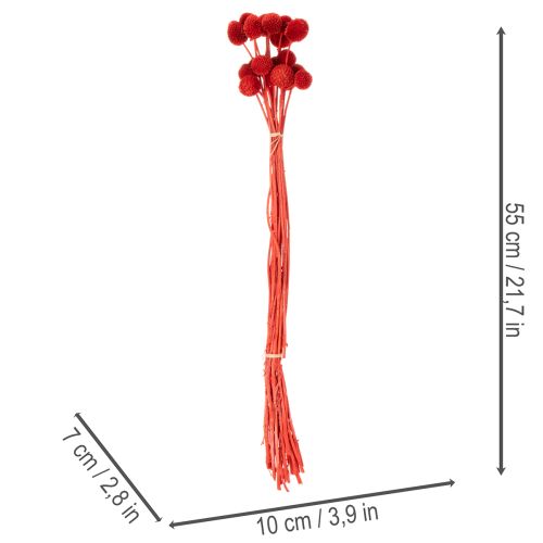 Tørrede Craspedia-blomster, farvede, med lange stilke, 55 cm, 20 stk. | Floristik24.dk